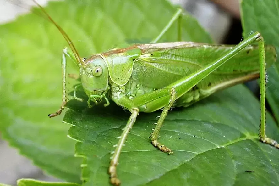 amuleto de boa sorte - cricket