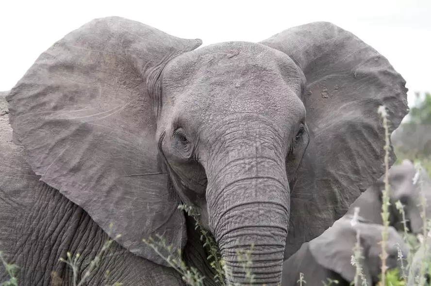 boa sorte amuleto - elefante